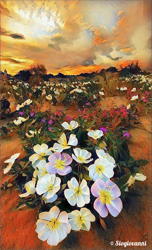 FIORI DEL DESERTO