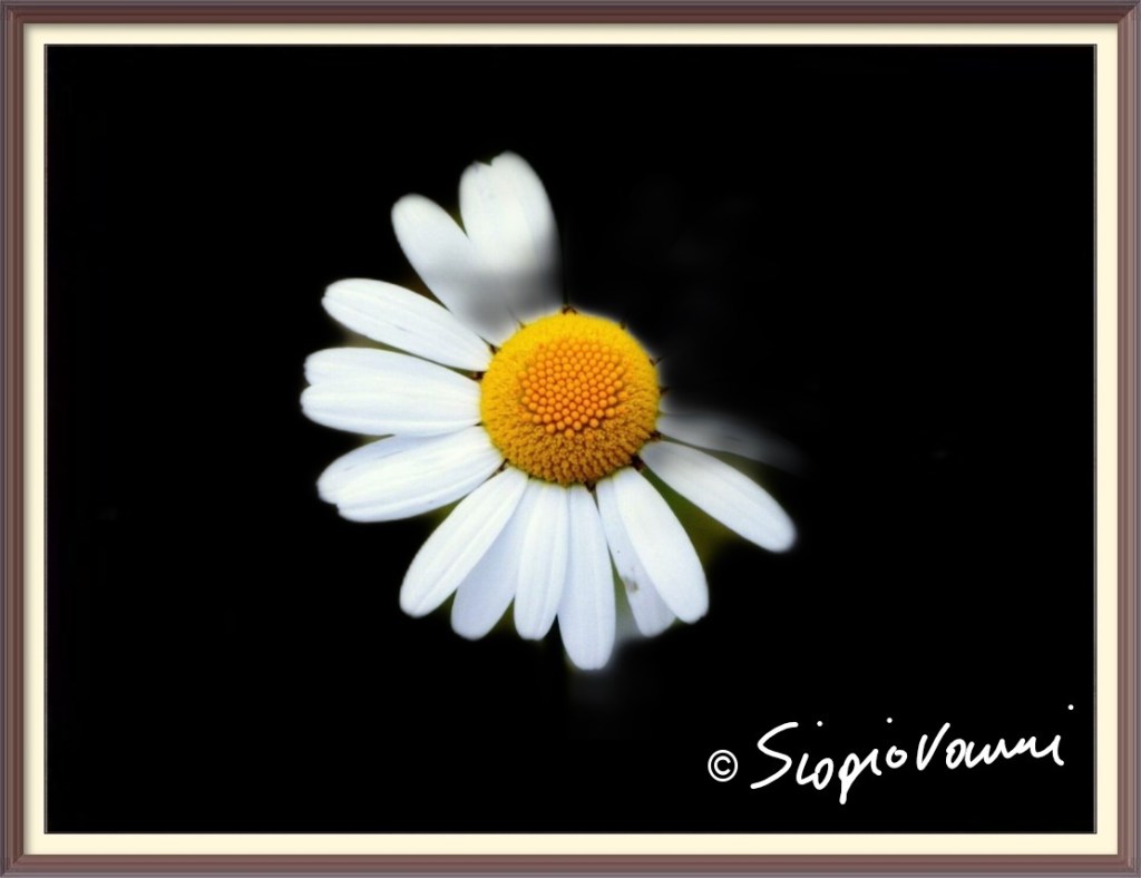 Sfoglia la margherita...