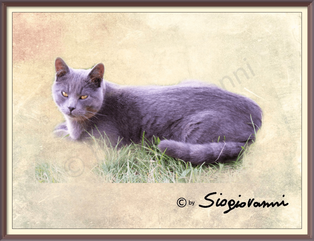 24 - lo sguardo fiero