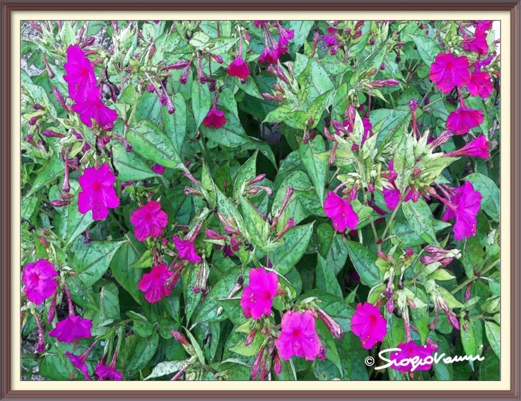 25 -FIORE NOTTURNO, la bella di notte