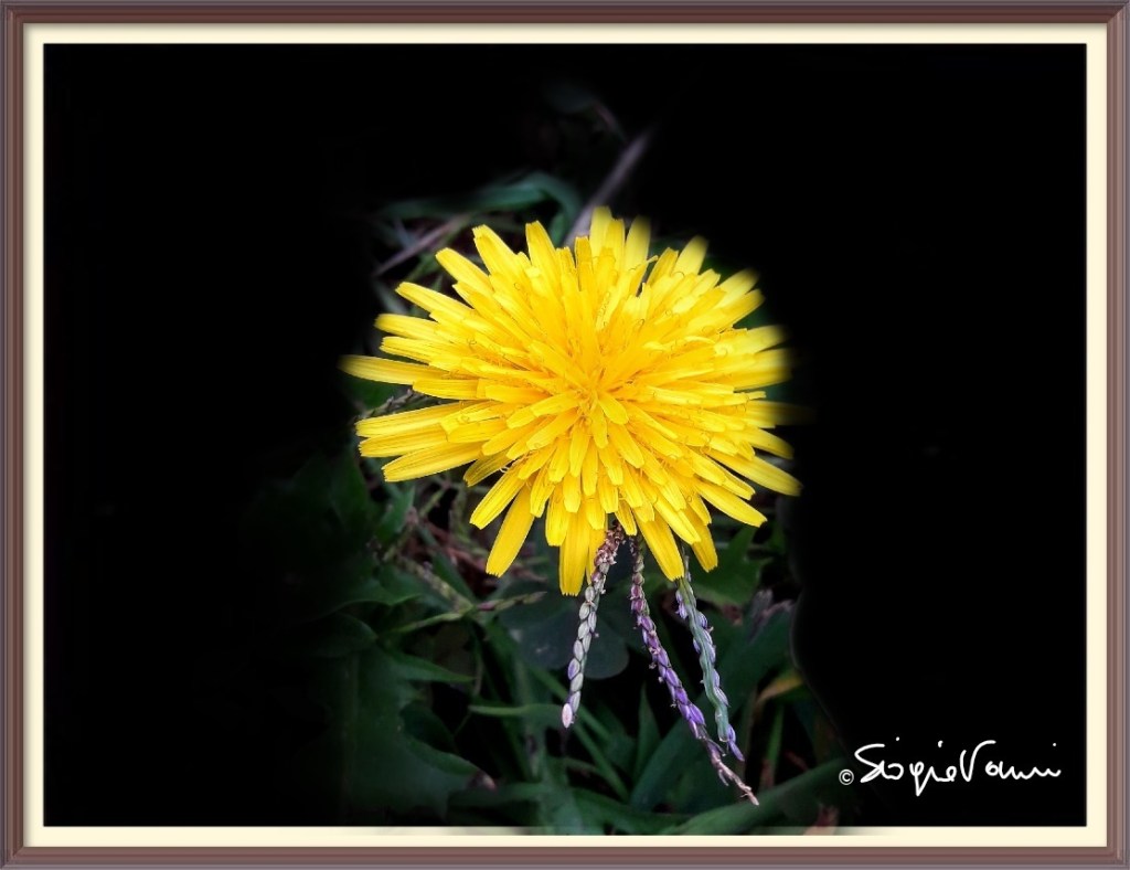 Tarassaco o dente di leone