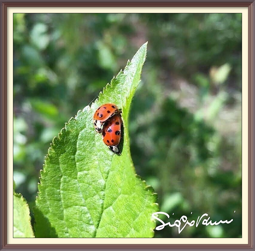 Coccinelle congiunte