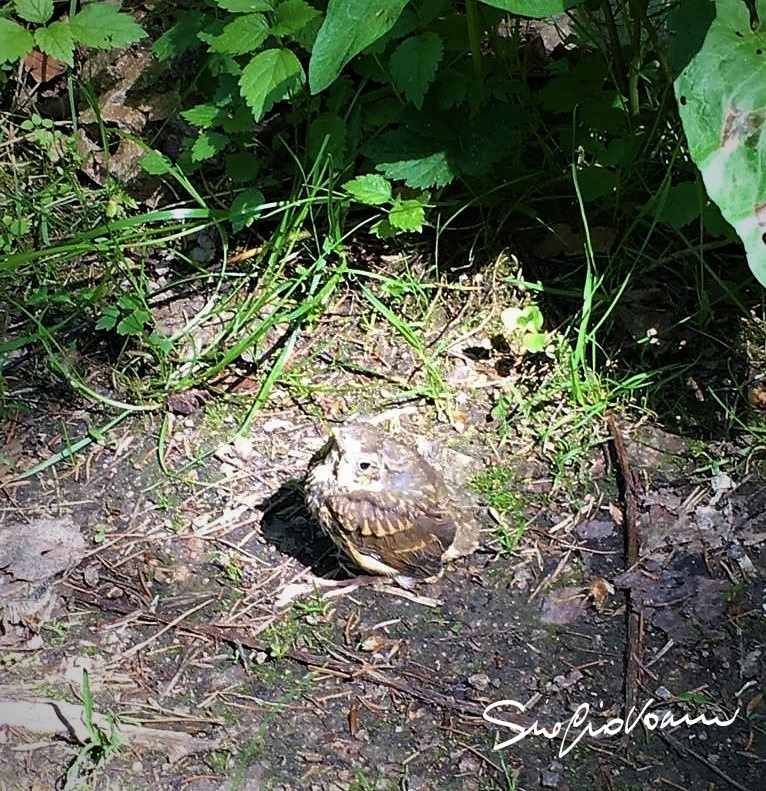 IMG-20200530-WA0000_LI